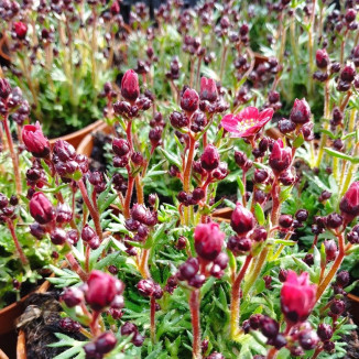 Saxifraga arendsii Marto...