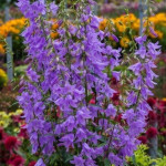 Campanula Gaudi Violet Dzwonek  - Rośliny od Ogrodnika Szkółka Barcikowscy