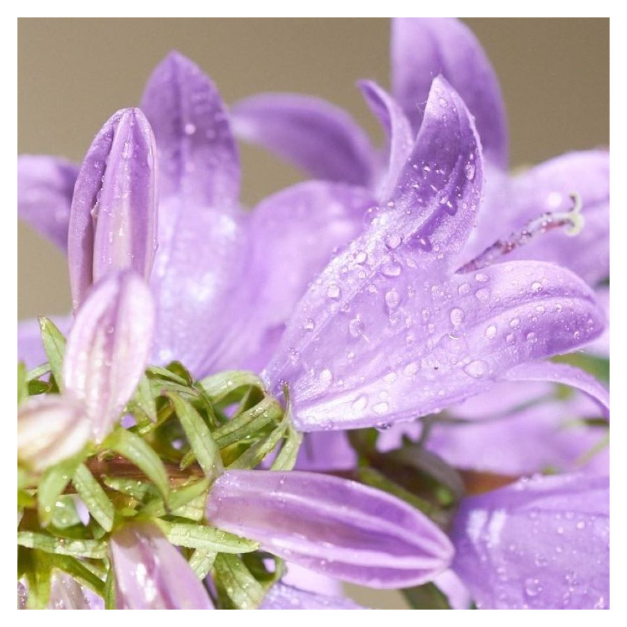 Campanula Gaudi Violet Dzwonek  - Rośliny od Ogrodnika Szkółka Barcikowscy