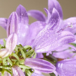 Campanula Gaudi Violet Dzwonek  - Rośliny od Ogrodnika Szkółka Barcikowscy