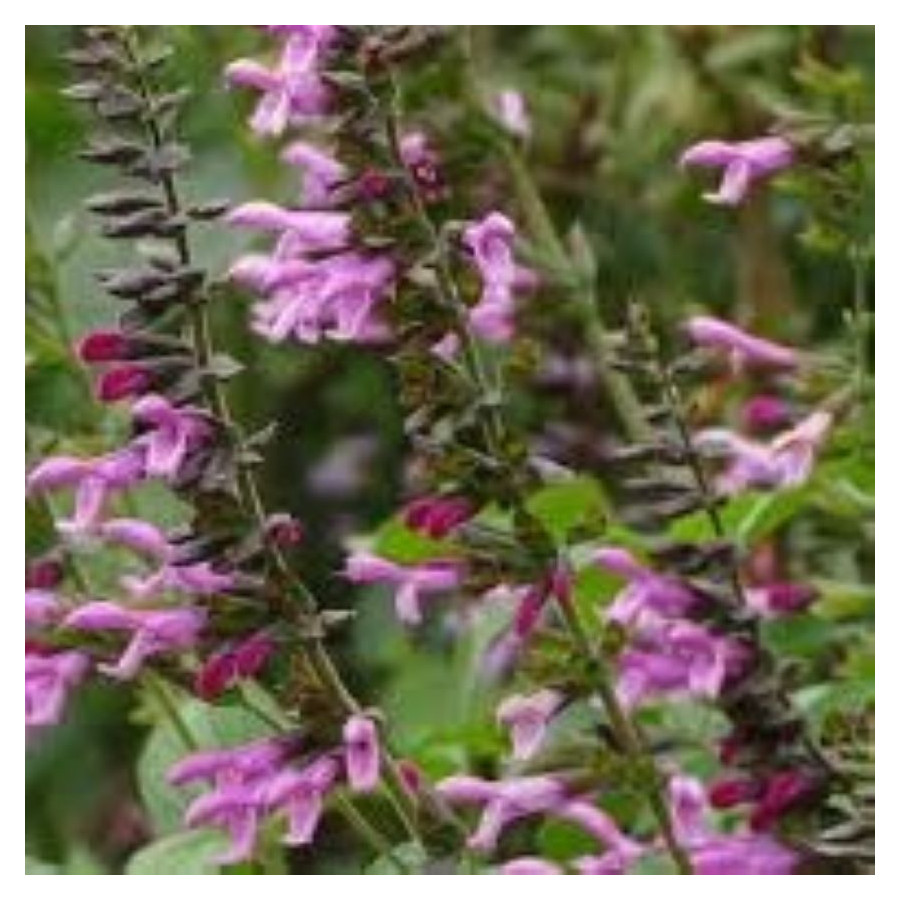 Salvia hybrida Pink Amistad Szałwia- Rośliny od Ogrodnika Szkółka Barcikowscy