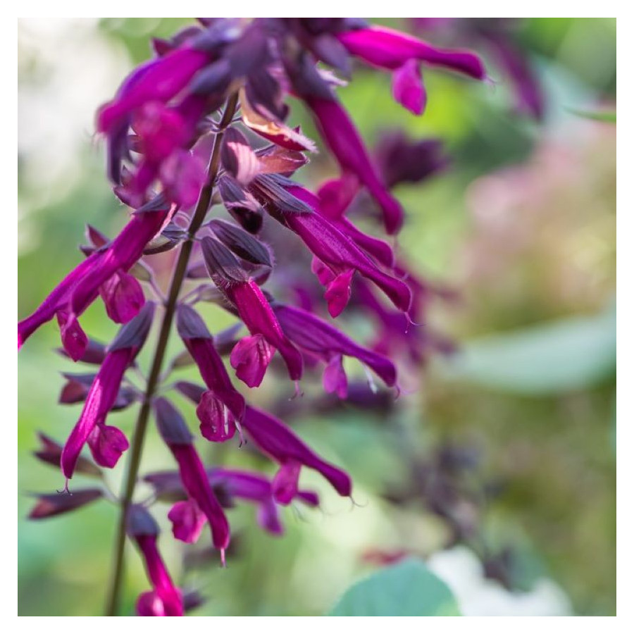 Salvia hybrida Pink Amistad Szałwia- Rośliny od Ogrodnika Szkółka Barcikowscy