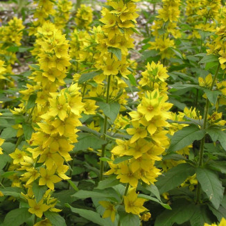 Lysimachia punctata Tojeść...