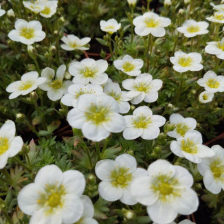 Saxifraga arendsii Touron...