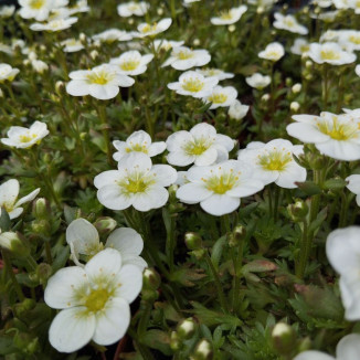 Saxifraga arendsii Touron...