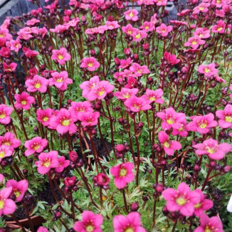 Saxifraga arendsii Marto...