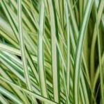 Carex oshimensis Maxigold Turzyca oszimska- Roślliny od Ogrodnika Szkółka Barcikowscy