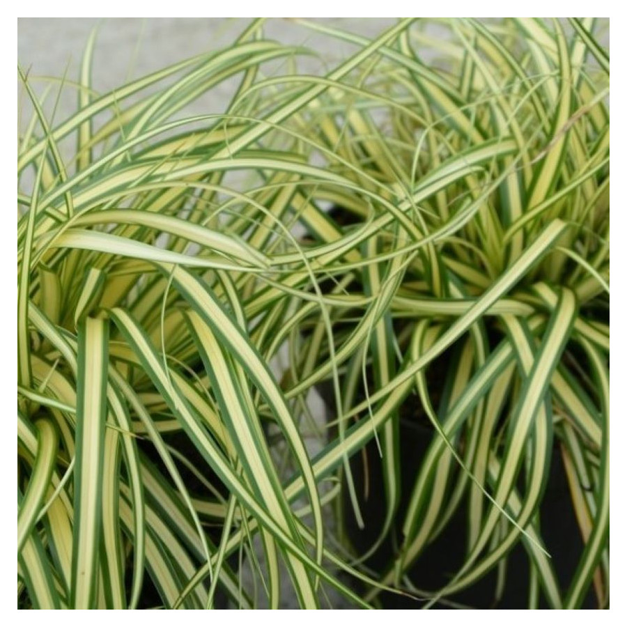 Carex oshimensis Maxigold Turzyca oszimska- Roślliny od Ogrodnika Szkółka Barcikowscy