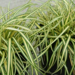 Carex oshimensis Maxigold Turzyca oszimska- Roślliny od Ogrodnika Szkółka Barcikowscy