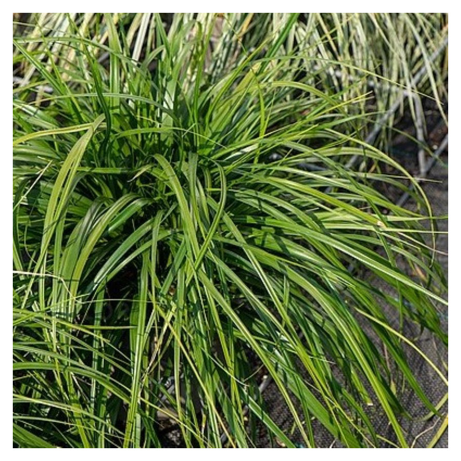 Carex Greenwell Turzyca - Rośliny od Ogrodnika Szkółka Barcikowscy