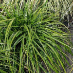 Carex Greenwell Turzyca - Rośliny od Ogrodnika Szkółka Barcikowscy