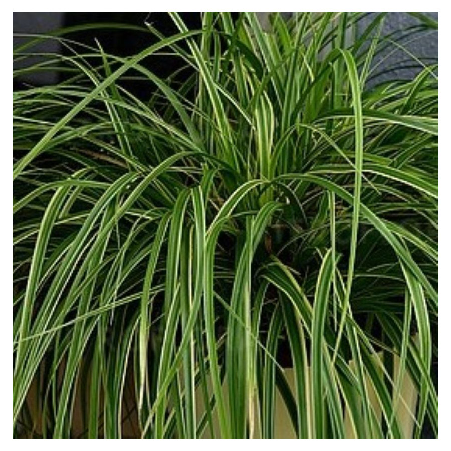 Carex Goldwell Turzyca - Rośliny od Ogrodnika Szkółka Barcikowscy