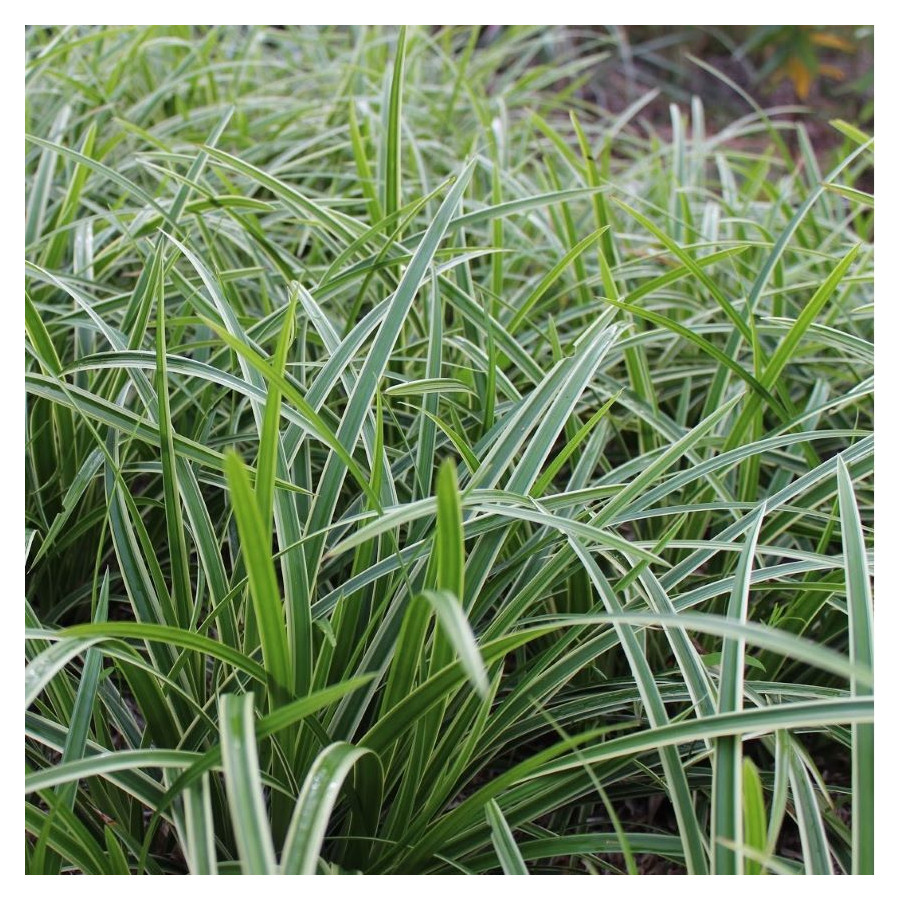 Carex morrowii Vanilla Ice Turzyca japońska- Rośliny od Ogrodnika Szkółka Barcikowscy