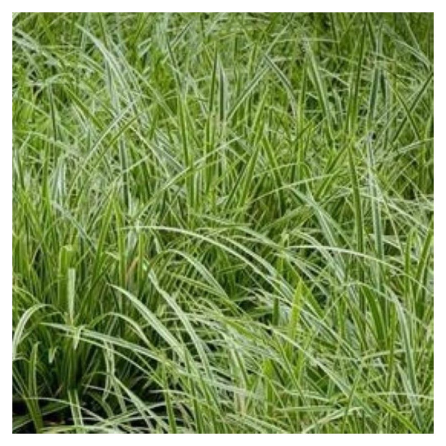 Carex morrowii Vanilla Ice Turzyca japońska- Rośliny od Ogrodnika Szkółka Barcikowscy