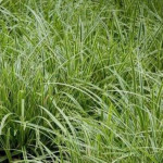 Carex morrowii Vanilla Ice Turzyca japońska- Rośliny od Ogrodnika Szkółka Barcikowscy