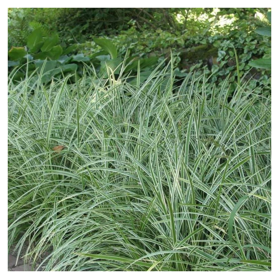 Carex morrowii Ice Dance Turzyca japońska-Rośliny od Ogrodnika Szkółka Barcikowscy