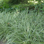 Carex morrowii Ice Dance Turzyca japońska-Rośliny od Ogrodnika Szkółka Barcikowscy