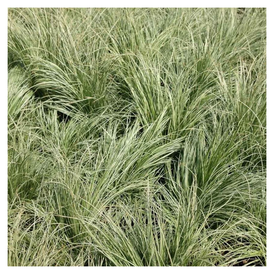 Carex albula Frosted Curls Turzyca biaława- Rośliny od Ogrodnika Szkółka Barcikowscy