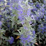 Caryopteris Sterling Silver Barbula- Rośliny od Ogrodnika Szkółka Barcikowscy