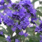 Caryopteris Dark Knight Barbula