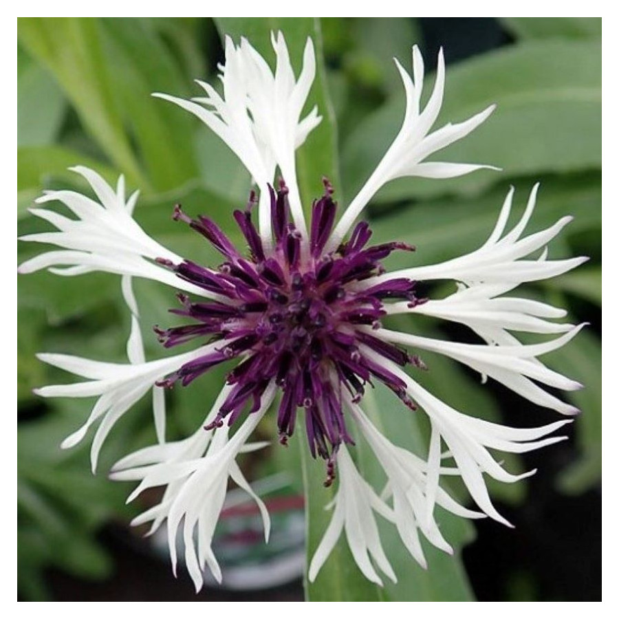 Centaurea montana Amethyst in Snow Chaber górski- Rośliny od Ogrodnika Szkółka Barcikowscy