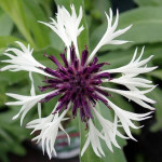 Centaurea montana Amethyst in Snow Chaber górski- Rośliny od Ogrodnika Szkółka Barcikowscy