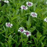 Centaurea montana Amethyst in Snow Chaber górski- Rośliny od Ogrodnika Szkółka Barcikowscy