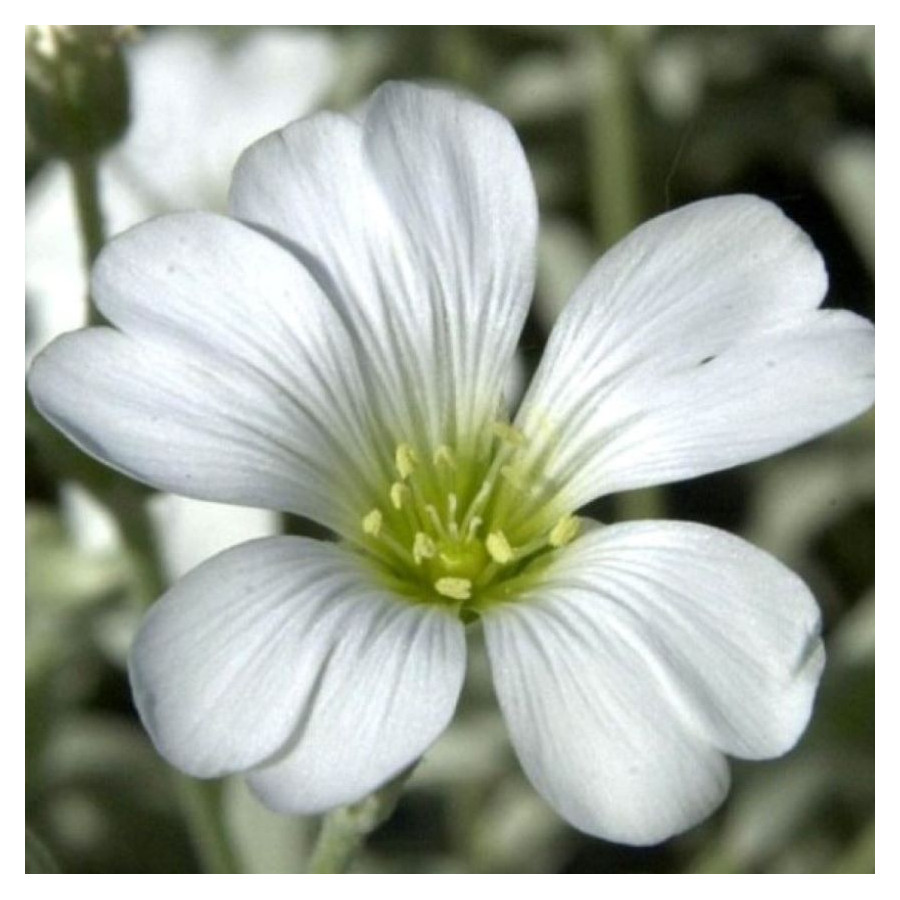 Cerastium tomentosum Silberteppich Rogownica kutnerowata- Rośliny od Ogrodnika Szkółka Barcikowscy