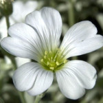 Cerastium tomentosum Silberteppich Rogownica kutnerowata- Rośliny od Ogrodnika Szkółka Barcikowscy