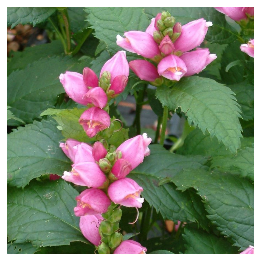 Chelone obliqua Żółwik różowy- Rośliny od Ogrodnika Szkółka Barcikowscy