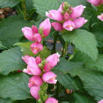 Chelone obliqua Żółwik różowy- Rośliny od Ogrodnika Szkółka Barcikowscy