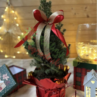 Świąteczny świerk Conica z ozdobami - Rośliny od Ogrodnika Szkółka Barcikowscy