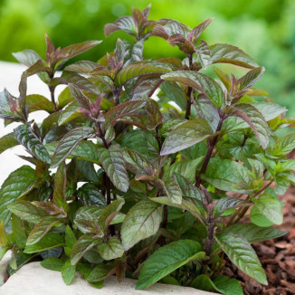 Mentha x piperita Chocolate...