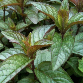 Mentha x piperita Chocolate...