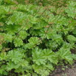 Darmera peltata Tarczownica tarczowata