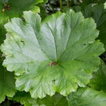 Darmera peltata Tarczownica tarczowata