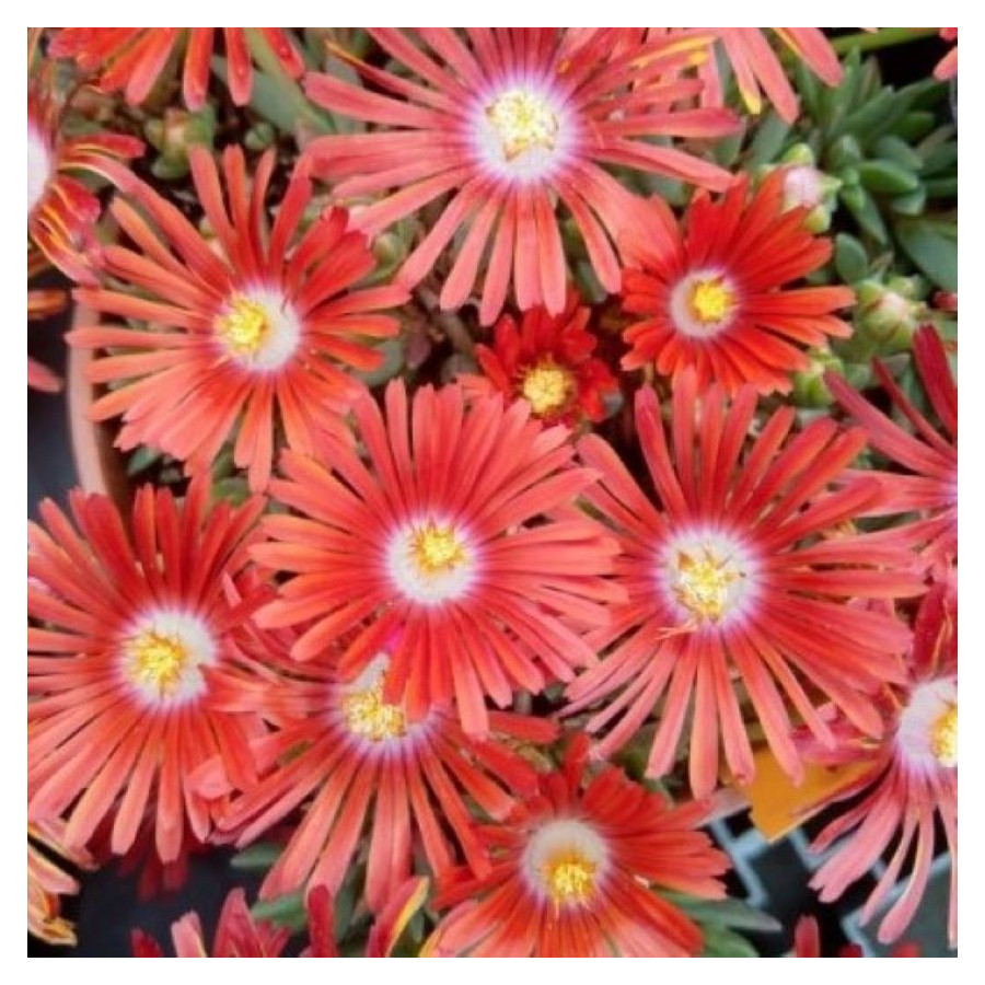 Delosperma Sundella Flame Słonecznica- Rośliny od Ogrodnika Szkółka Barcikowscy