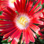 Delosperma Sundella Flame Słonecznica- Rośliny od Ogrodnika Szkółka Barcikowscy