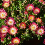 Delosperma Jewel of Desert Ruby Słonecznica