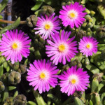 Delosperma Jewel of Desert Candystone Słonecznica