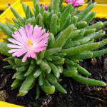Delosperma Jewel of Desert Candystone Słonecznica