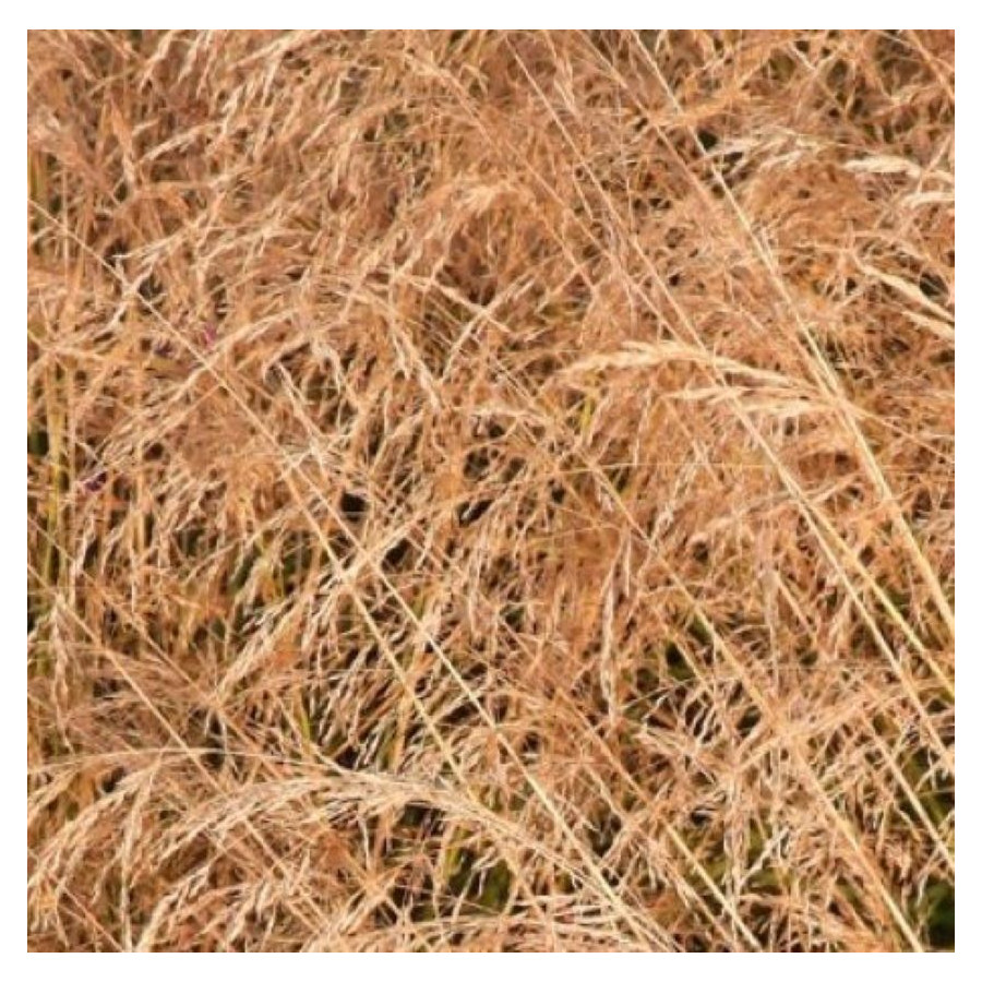 Deschampsia cespitosa Bronzeschleier Śmiałek darniowy - Rośliny od Ogrodnika Szkółka Barcikowscy