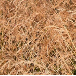 Deschampsia cespitosa Bronzeschleier Śmiałek darniowy - Rośliny od Ogrodnika Szkółka Barcikowscy