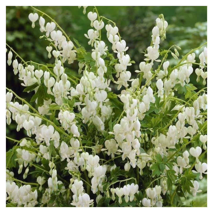 Dicentra spectabilis Alba Serduszka okazała- Rośliny od Ogrodnika Szkółka Barcikowscy