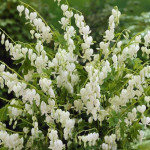 Dicentra spectabilis Alba Serduszka okazała- Rośliny od Ogrodnika Szkółka Barcikowscy