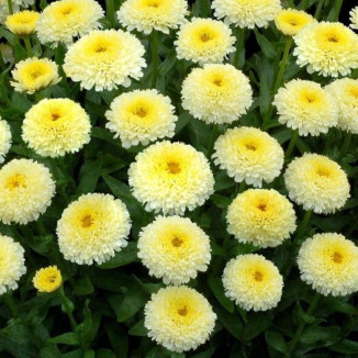 Leucanthemum superbum Luna...