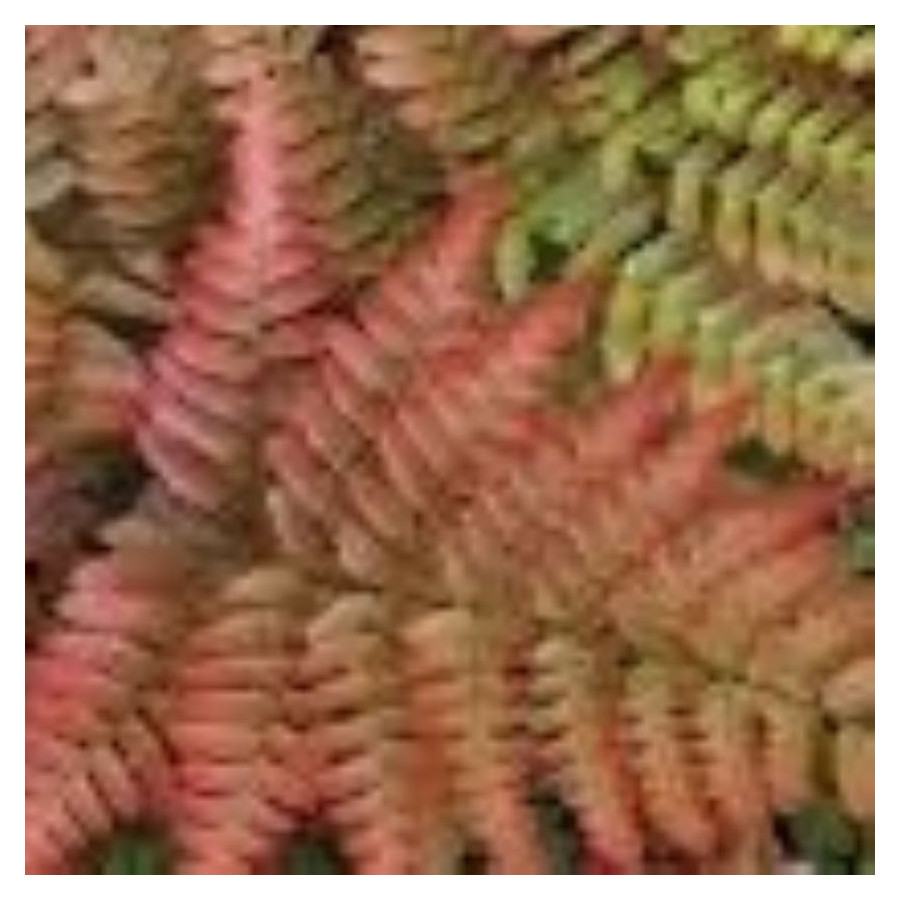 Dryopteris erythrosora Narecznica czerwonozawijkowa- Rośliny od Ogrodnika Szkółka Barcikowscy