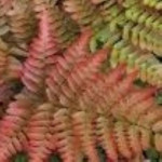 Dryopteris erythrosora Narecznica czerwonozawijkowa- Rośliny od Ogrodnika Szkółka Barcikowscy