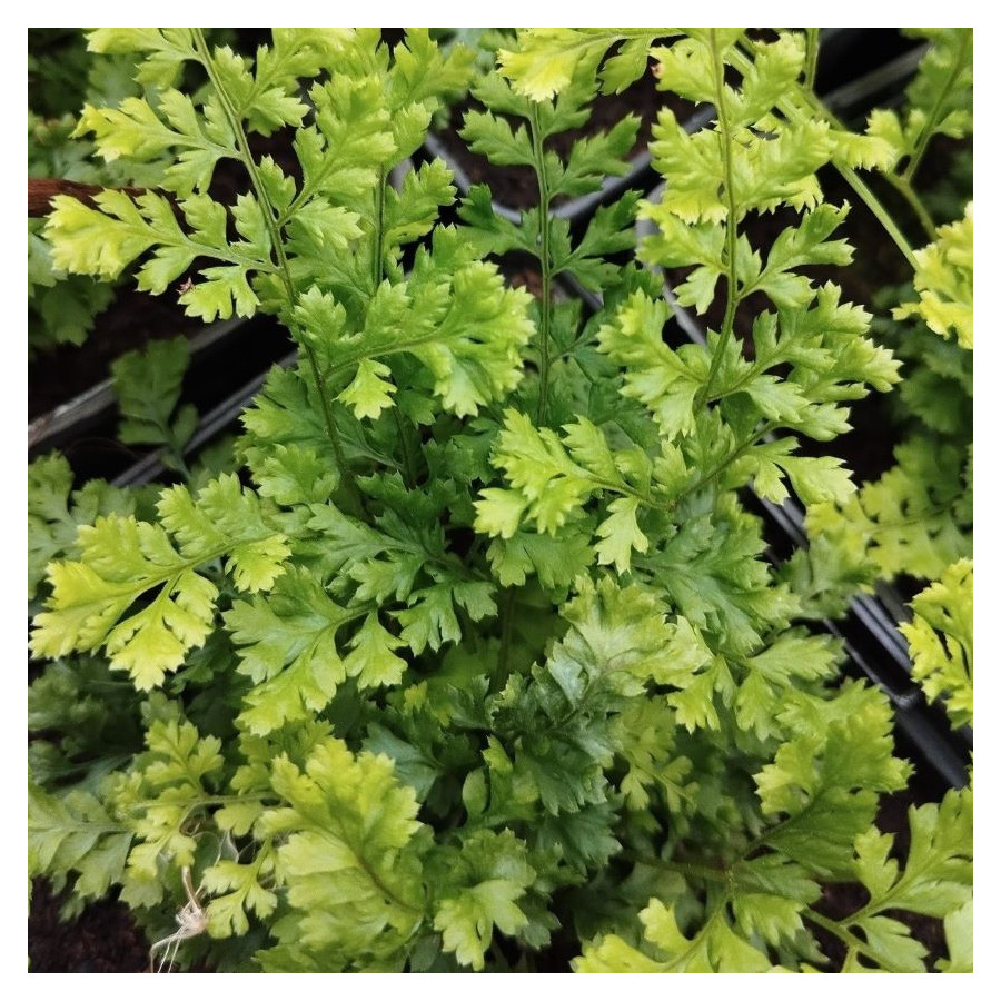 Dryopteris austriaca Lepidota Crispa Cristata Narecznica szerokolistna- Rośliny od Ogrodnika Szkółka Barcikowscy