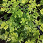 Dryopteris austriaca Lepidota Crispa Cristata Narecznica szerokolistna- Rośliny od Ogrodnika Szkółka Barcikowscy